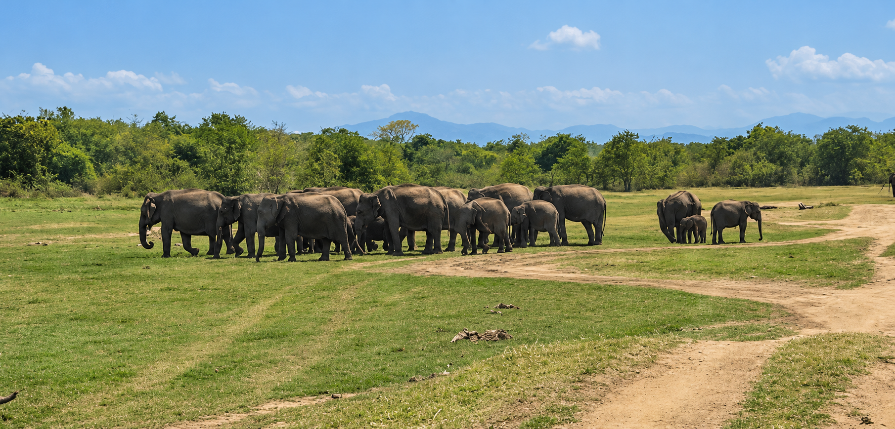 ASIAN ELEPHANT: THE MONARCH OF UDAWALAWE
